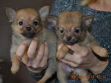 Собаки, щенки Карликовый шпиц, цена 1200 Грн., Фото