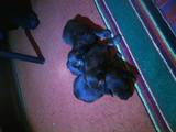 Собаки, щенята Довгошерста такса, ціна 500 Грн., Фото