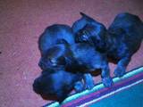 Собаки, щенки Длинношерстная такса, цена 500 Грн., Фото