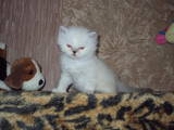 Кошки, котята Колор-пойнт короткошерстный, цена 1300 Грн., Фото