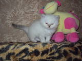 Кошки, котята Колор-пойнт короткошерстный, цена 1300 Грн., Фото
