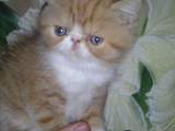 Кошки, котята Экзотическая короткошерстная, цена 2500 Грн., Фото