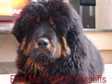 Собаки, щенки Тибетский мастиф, цена 42000 Грн., Фото