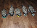 Собаки, щенята Японський хіни, ціна 10000 Грн., Фото