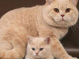Кішки, кошенята Британська короткошерста, ціна 2500 Грн., Фото