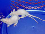 Грызуны Домашние крысы, цена 100 Грн., Фото