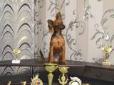 Собаки, щенки Русский длинношерстный тойтерьер, цена 9000 Грн., Фото