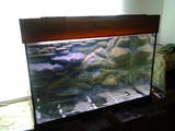 Рибки, акваріуми Акваріуми і устаткування, ціна 800 Грн., Фото
