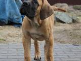 Собаки, щенки Южноафриканский бурбуль, цена 12000 Грн., Фото