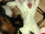 Кошки, котята Экзотическая короткошерстная, цена 1 Грн., Фото