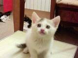 Кішки, кошенята Екзотична короткошерста, ціна 1 Грн., Фото