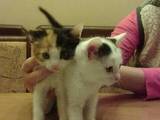 Кішки, кошенята Екзотична короткошерста, ціна 1 Грн., Фото