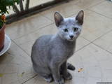 Кішки, кошенята Російська блакитна, ціна 3000 Грн., Фото