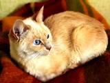 Кішки, кошенята Тайська, Фото
