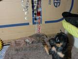 Собаки, щенки Русский гладкошерстный тойтерьер, цена 2700 Грн., Фото