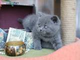 Кішки, кошенята Британська короткошерста, ціна 4000 Грн., Фото