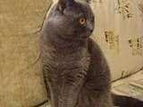 Кошки, котята Спаривание, цена 350 Грн., Фото