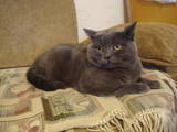 Кішки, кошенята Спаровування, ціна 350 Грн., Фото