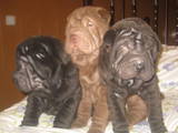 Собаки, щенки Шарпей, цена 2000 Грн., Фото