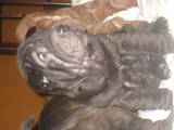 Собаки, щенята Шарпей, ціна 2000 Грн., Фото