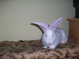 Грызуны Кролики, цена 450 Грн., Фото