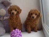 Собаки, щенки Той-пудель, цена 4000 Грн., Фото
