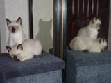 Кішки, кошенята Тайська, ціна 600 Грн., Фото