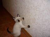 Кошки, котята Тайская, цена 600 Грн., Фото