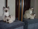 Кошки, котята Тайская, цена 600 Грн., Фото