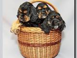 Собаки, щенки Американский коккер, цена 2300 Грн., Фото