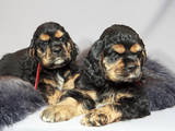 Собаки, щенки Американский коккер, цена 2300 Грн., Фото