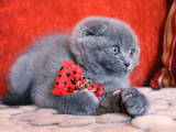 Кошки, котята Британская короткошерстная, цена 4000 Грн., Фото