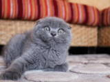Кошки, котята Британская короткошерстная, цена 4000 Грн., Фото