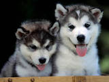 Собаки, щенки Сибирский хаски, Фото