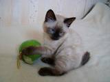 Кішки, кошенята Меконгській бобтейл, ціна 2000 Грн., Фото