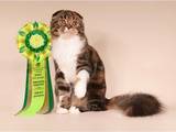Кошки, котята Хайленд Фолд, цена 10 Грн., Фото