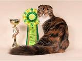 Кошки, котята Хайленд Фолд, цена 10 Грн., Фото