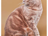 Кошки, котята Спаривание, цена 500 Грн., Фото