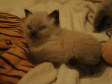 Кошки, котята Невская маскарадная, цена 850 Грн., Фото