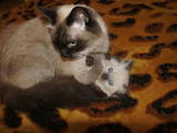 Кошки, котята Невская маскарадная, цена 850 Грн., Фото