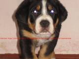 Собаки, щенки Большой Швейцарский зенненхунд, цена 25000 Грн., Фото