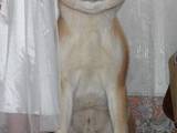 Собаки, щенята Акіта-іну, ціна 5000 Грн., Фото