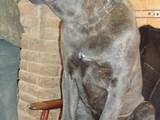 Собаки, щенята Кане Корсо, ціна 1000 Грн., Фото