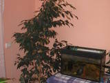Домашние растения Фикусы, цена 800 Грн., Фото