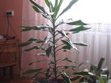 Домашні рослини Фікуси, ціна 800 Грн., Фото