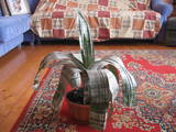 Домашние растения Фикусы, цена 800 Грн., Фото