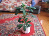 Домашні рослини Фікуси, ціна 800 Грн., Фото
