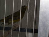 Попугаи и птицы Канарейки, цена 500 Грн., Фото
