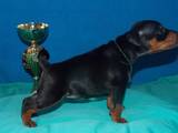 Собаки, щенята Карликовий пінчер, ціна 8500 Грн., Фото