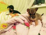 Собаки, щенята Російський гладкошерстий тойтерьер, ціна 1500 Грн., Фото